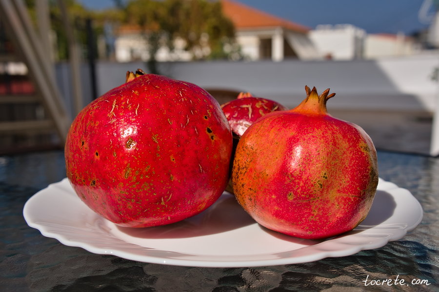 Гранат (Το ρόδι, Punica granatum) Гранат (Το ρόδι, Punica granatum)