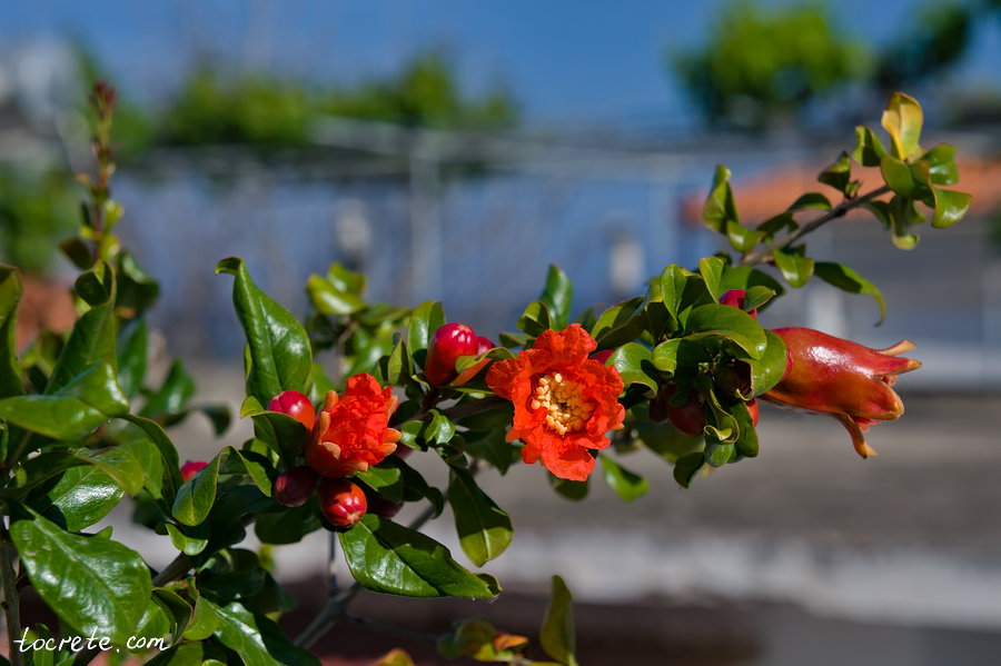 Гранат (Το ρόδι, Punica granatum) Гранат (Το ρόδι, Punica granatum)
