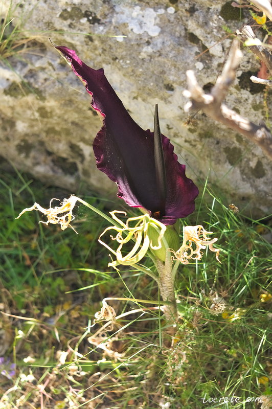 Дракункулюс обыкновенный (Dracunculus vulgaris) Дракункулюс обыкновенный (Dracunculus vulgaris)