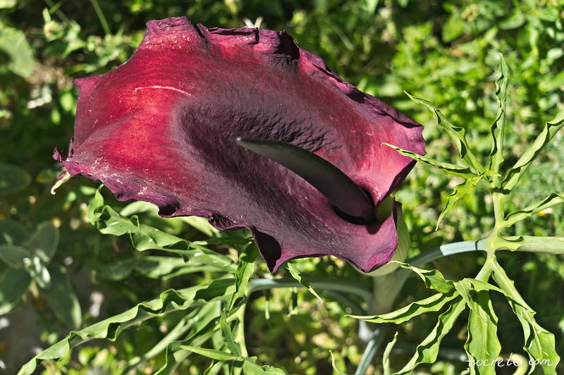 Дракункулюс обыкновенный (Dracunculus vulgaris) Дракункулюс обыкновенный (Dracunculus vulgaris)