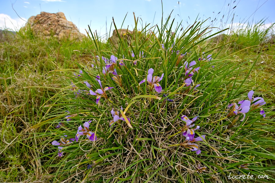 Ирис критский (латинское название Iris cretensis) Ирис критский (латинское название Iris cretensis)