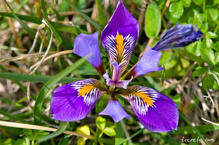 Ирис критский (латинское название Iris cretensis) Ирис критский (латинское название Iris cretensis)
