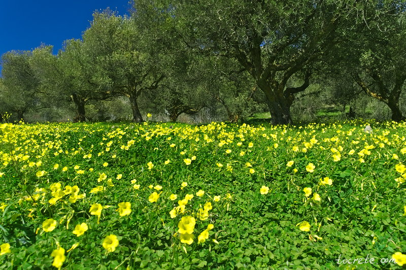 Кислица козья (Oxalis pes-caprae) Кислица козья (Oxalis pes-caprae)