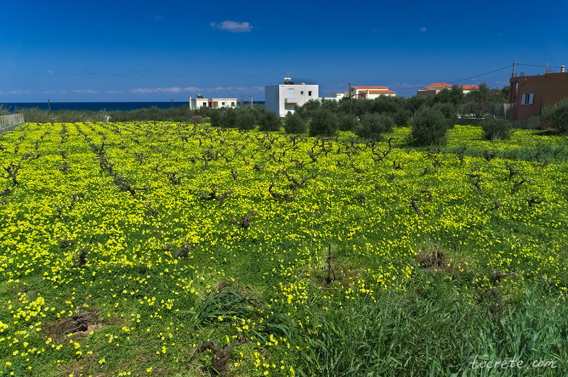 Кислица козья (Oxalis pes-caprae) Кислица козья (Oxalis pes-caprae)