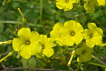 Кислица козья (Oxalis pes-caprae)