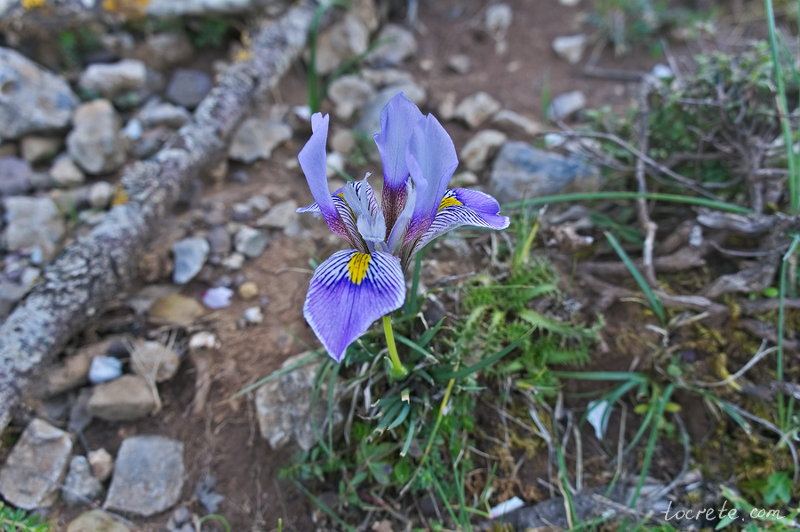Ирис Кретенсис (Iris Cretensis Janka). Весенний Крит Ирис Кретенсис (Iris Cretensis Janka). Весенний Крит