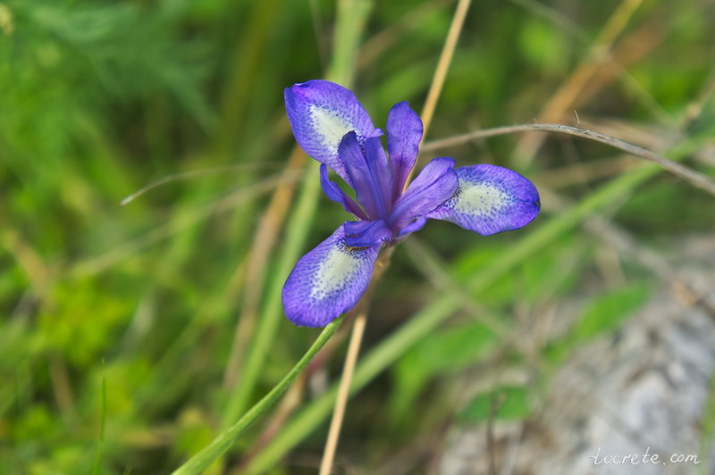 Гинандририс сисиринхиум (Gynandriris sisyrinchium) Гинандририс сисиринхиум (Gynandriris sisyrinchium)