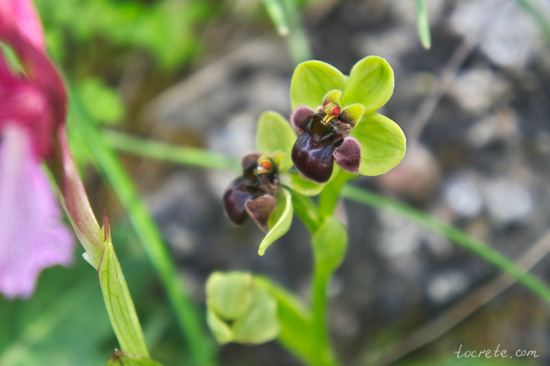 Ophrys bombyliflora