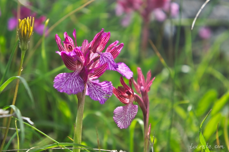 Orchis papilionacea
