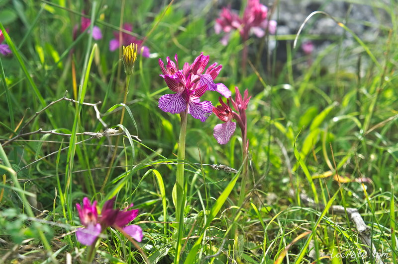 Orchis papilionacea