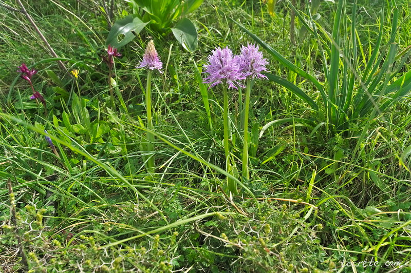 Orchis Italica