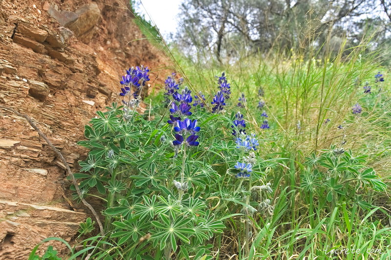 Lupinus pilosus