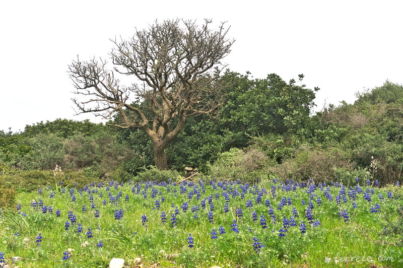 Lupinus pilosus