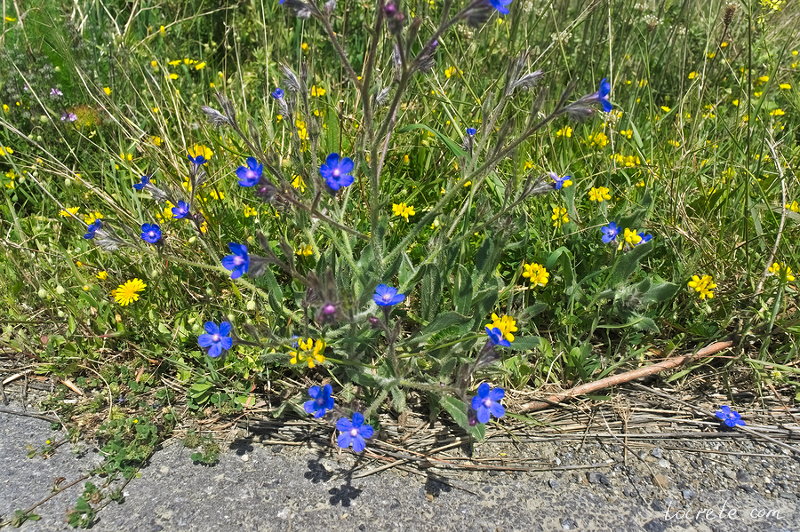 Анхуза итальянская или «Горная рыба» (Anchusa azurea) Анхуза итальянская или «Горная рыба» (Anchusa azurea)