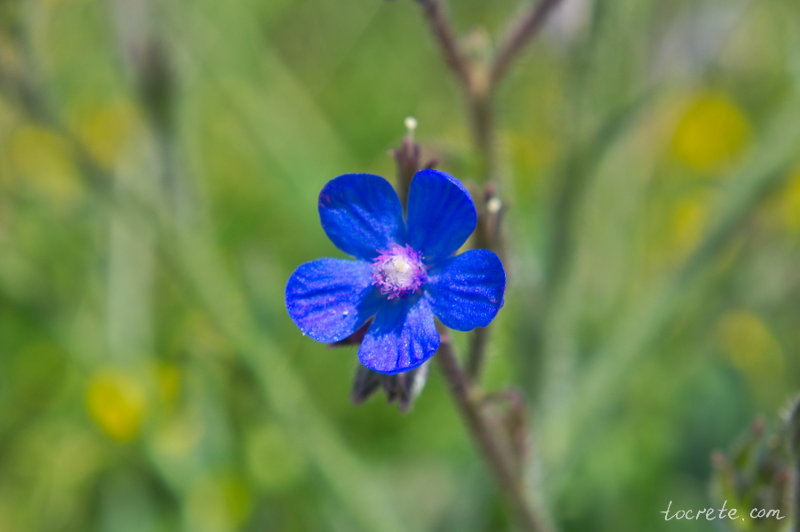 Анхуза итальянская или «Горная рыба» (Anchusa azurea) Анхуза итальянская или «Горная рыба» (Anchusa azurea)