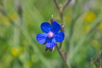 Анхуза итальянская или «Горная рыба» (Anchusa azurea)