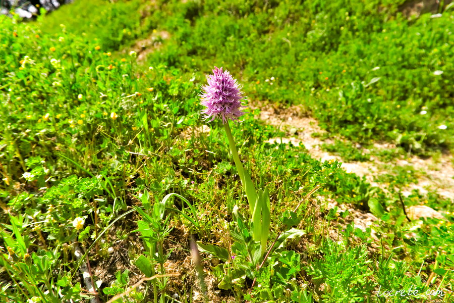 Ятрышник итальянский (Orchis italica)