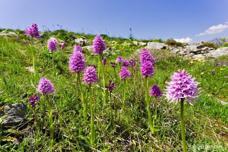 Ятрышник итальянский (Orchis italica)