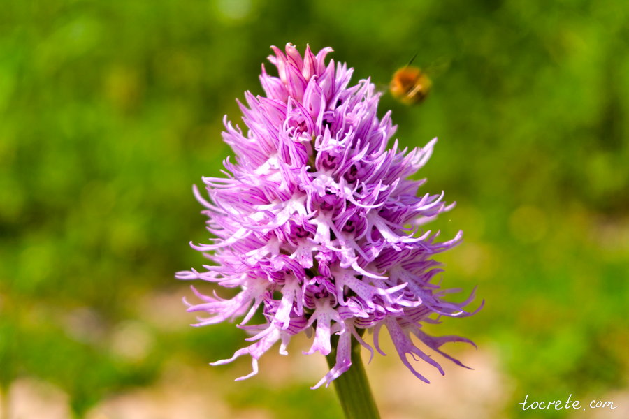 Ятрышник итальянский (Orchis italica)