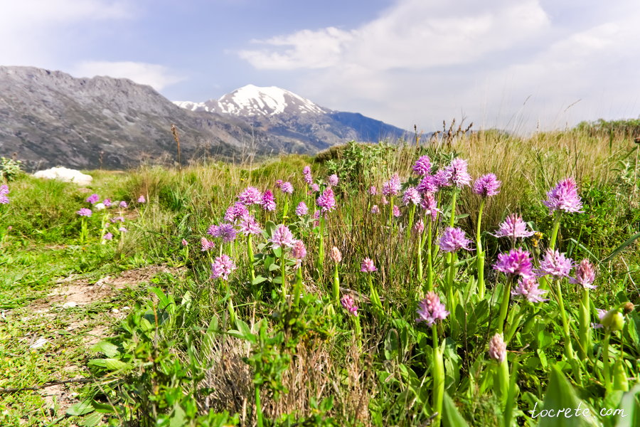 Ятрышник итальянский (Orchis italica)