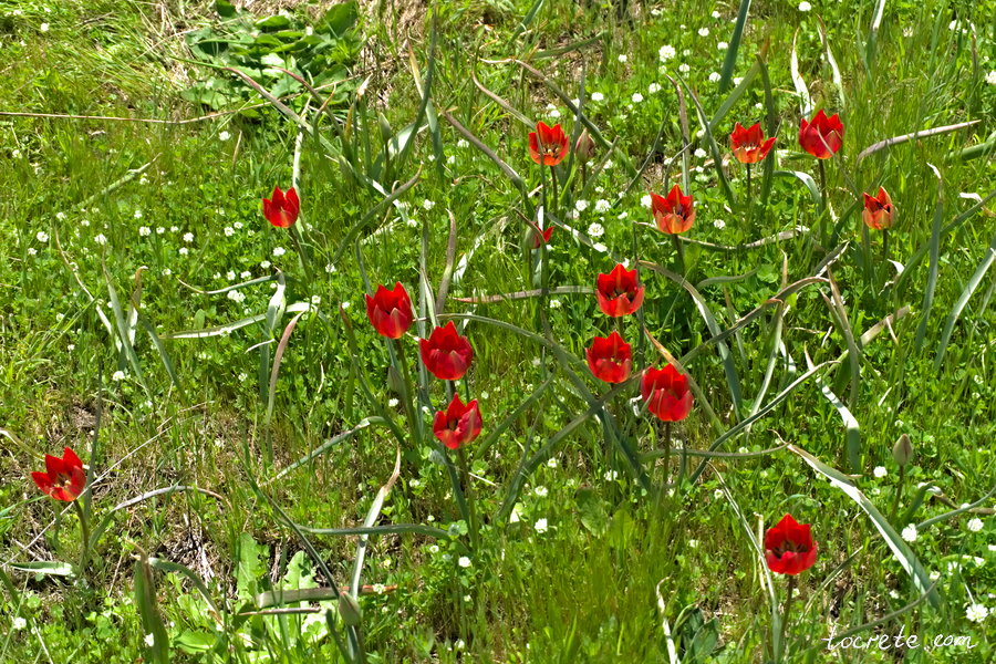 Красный тюльпан (Tulipa doerfleri), Крит Красный тюльпан (Tulipa doerfleri), Крит