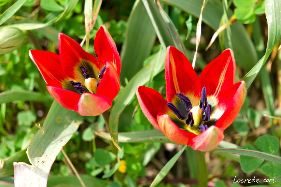Красный тюльпан (Tulipa doerfleri), Крит Красный тюльпан (Tulipa doerfleri), Крит