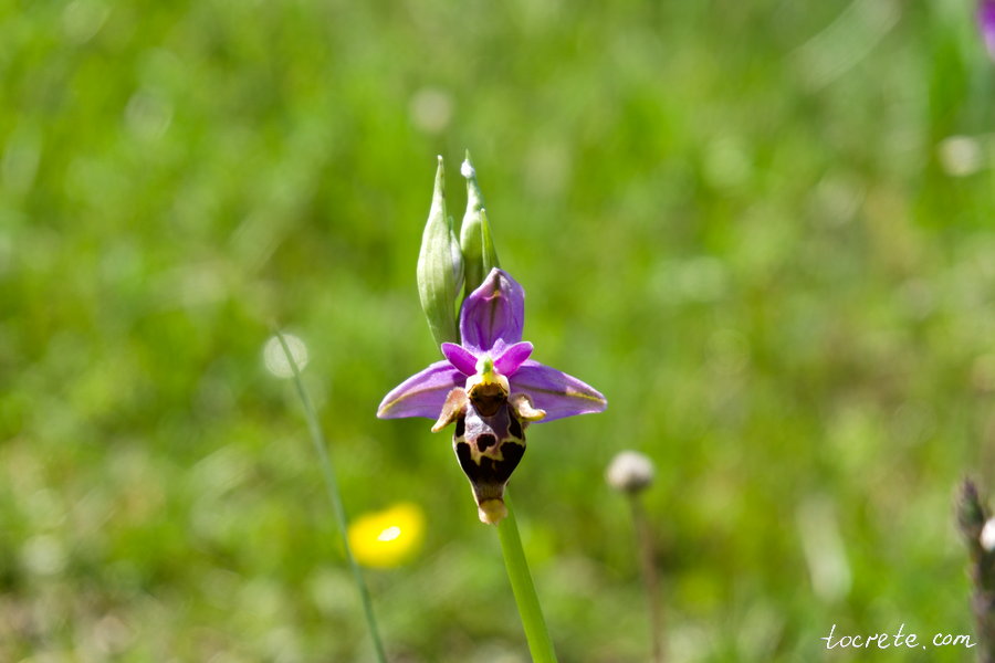 Офрис пчелоносная (латинское название Ophrys apifera) на Крите Офрис пчелоносная (латинское название Ophrys apifera) на Крите
