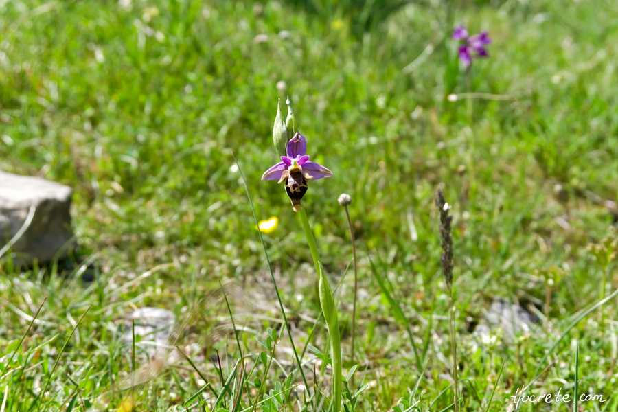 Офрис пчелоносная (латинское название Ophrys apifera) на Крите Офрис пчелоносная (латинское название Ophrys apifera) на Крите