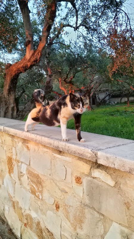 Кото-йога на Крите :) Кото-йога на Крите :)
