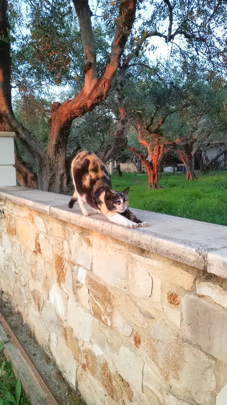 Кото-йога на Крите :) Кото-йога на Крите :)