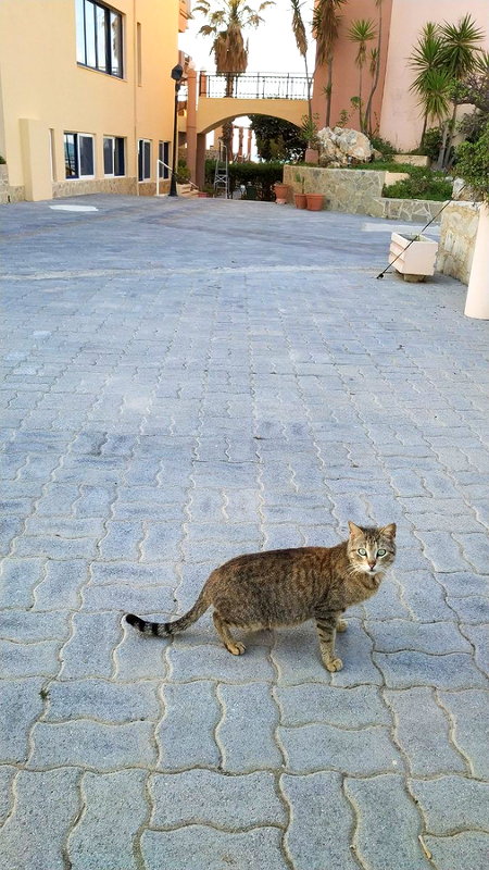Критские кошки Критские кошки