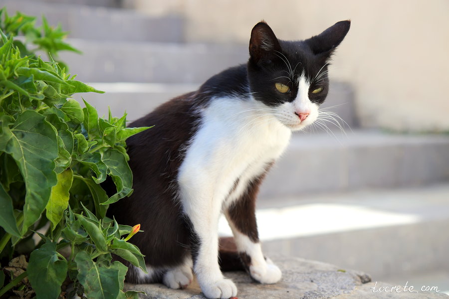 Критские коты и кошки