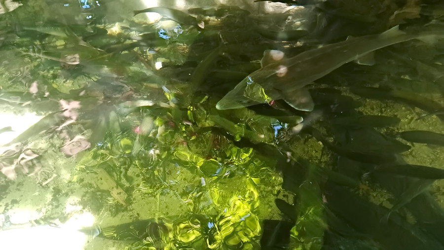 Кругом вода или Аргируполи в мае. 23 мая 2021 Кругом вода или Аргируполи в мае. 23 мая 2021