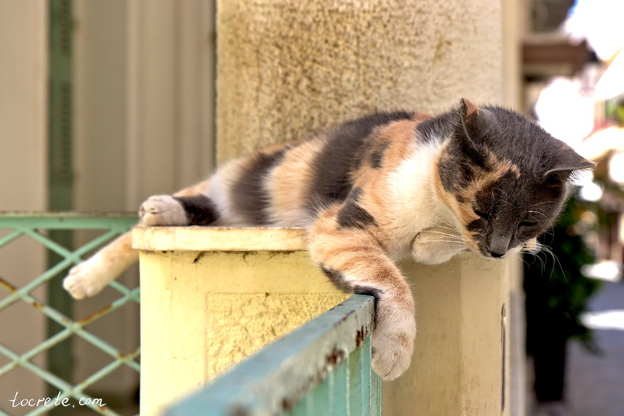 Коты и кошки на Крите. Ретимно в августе