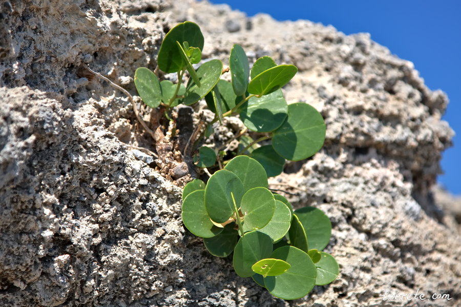 Каперсы на Крите - Capparis spinosa