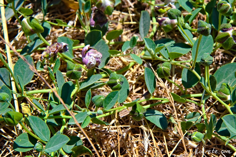 Каперсы на Крите - Capparis spinosa