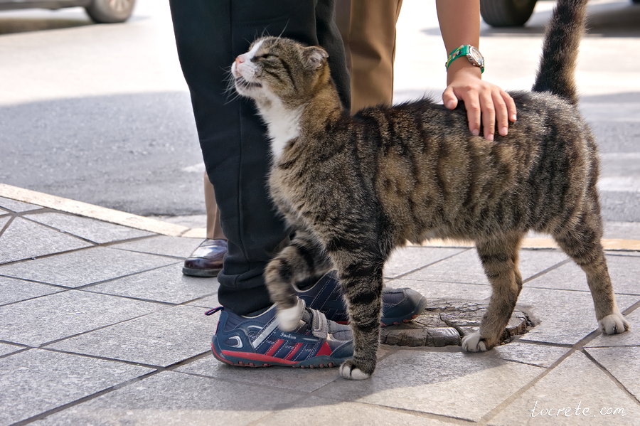 Критские коты