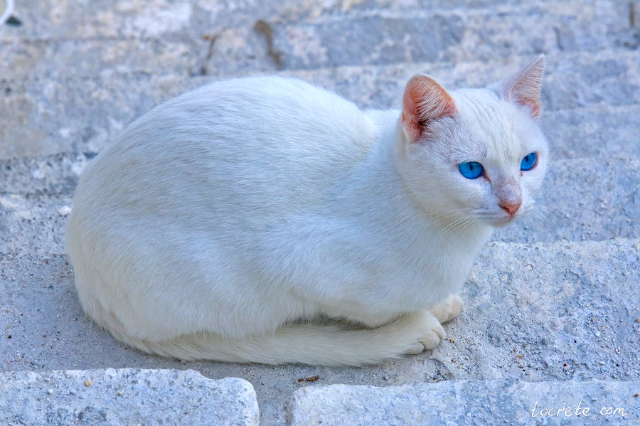 Критские коты и кошки