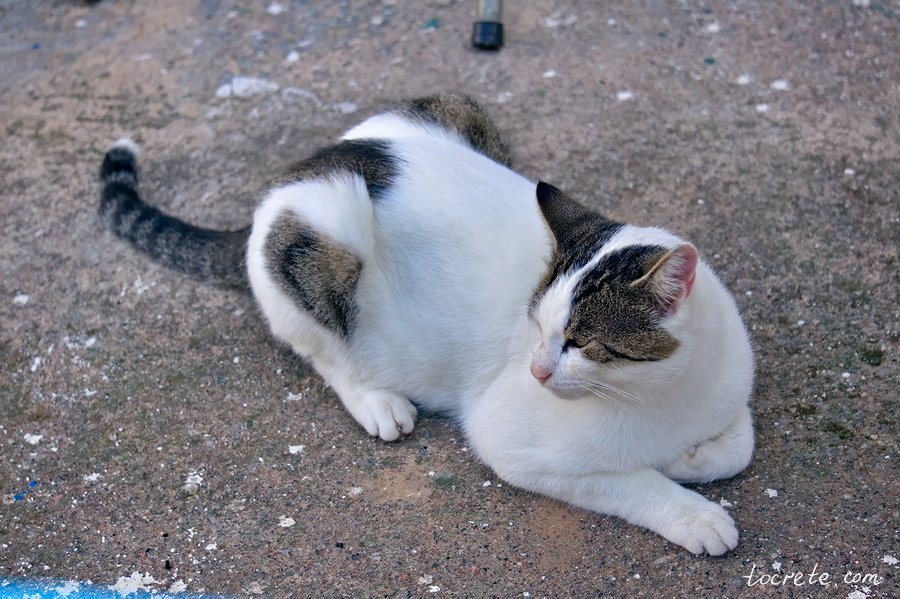 Критские коты и кошки