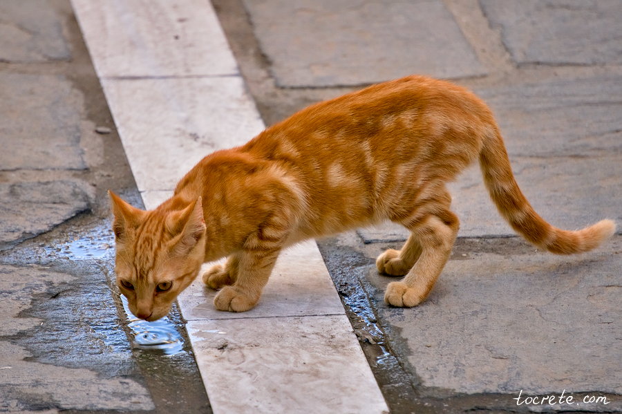 Коты и кошки на Крите