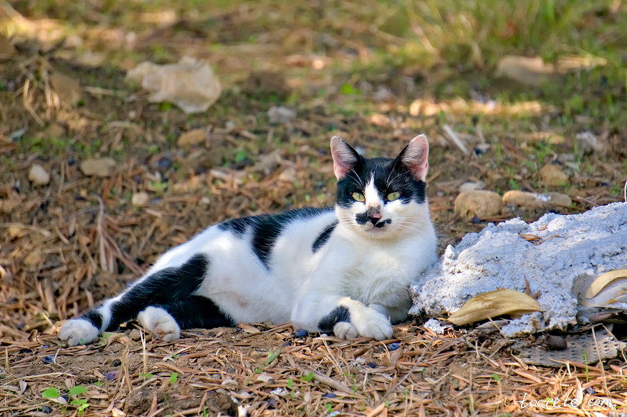 Коты на Крите Коты на Крите