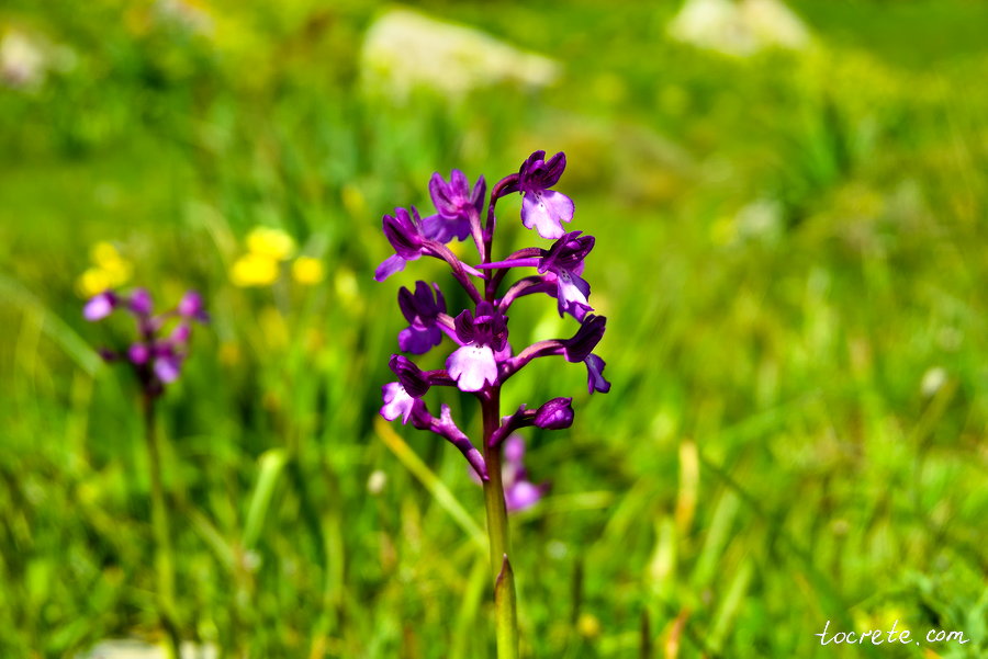 Ятрышник рыхлоцветный (Orchis laxiflora). Растение семейства Орхидных Ятрышник рыхлоцветный (Orchis laxiflora). Растение семейства Орхидных