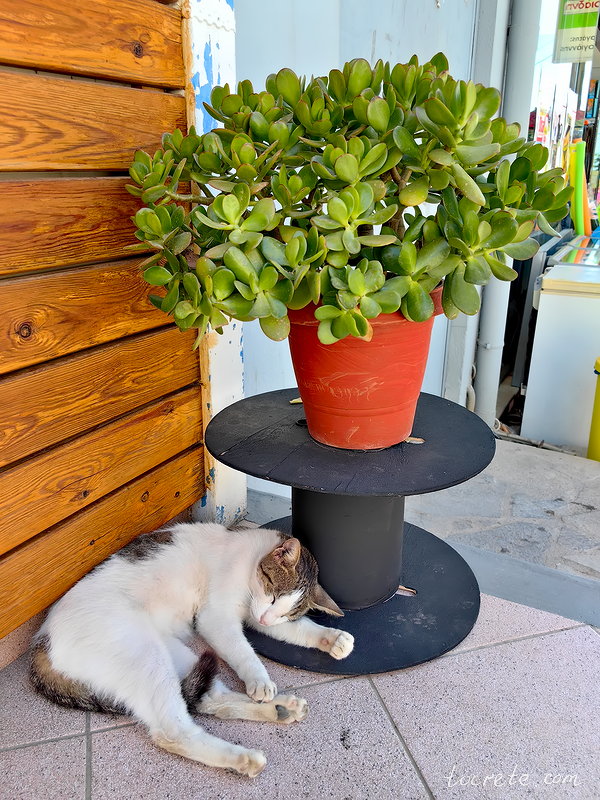 Коты и кошки Панормо, Греция, о. Крит Коты и кошки Панормо, Греция, о. Крит