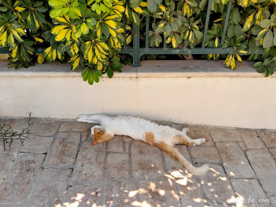 Коты и кошки Панормо, Греция, о. Крит Коты и кошки Панормо, Греция, о. Крит