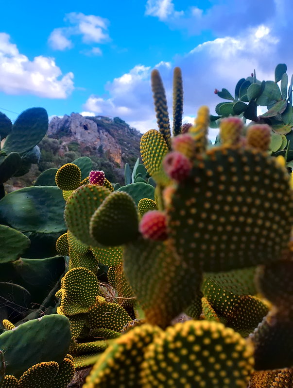 Опунция | Греция, остров Крит, ноябрь 2024 Опунция | Греция, остров Крит, ноябрь 2024