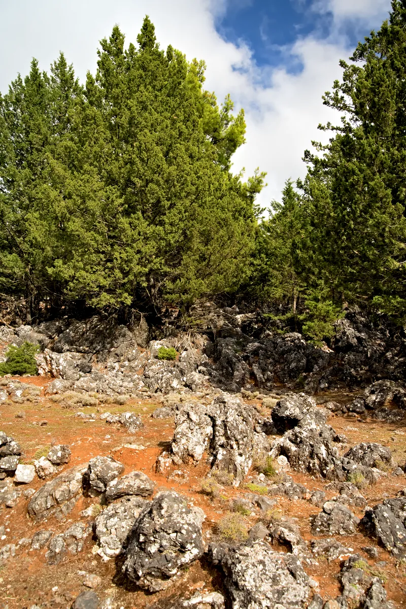 Лес Какос Порос, южнай Крита, Сфакья Лес Какос Порос на юге Крита в области Сфакья